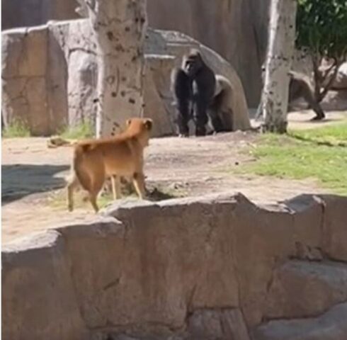 Cane entra nella gabbia dei Gorilla allo zoo: attimi di terrore