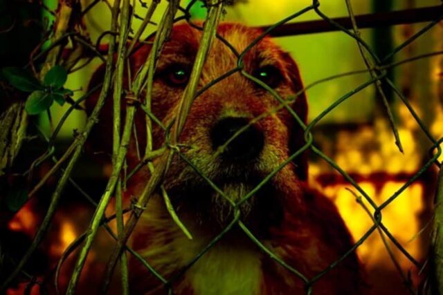 Cani abbandonati e lasciati a morire: arrestati i proprietari