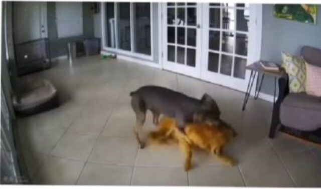 Cane calma suo fratello durante un attacco perché malato (VIDEO)