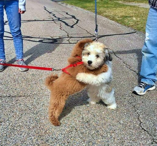 Due cani amici non possono fare a meno di abbracciarsi ogni volta che si incontrano