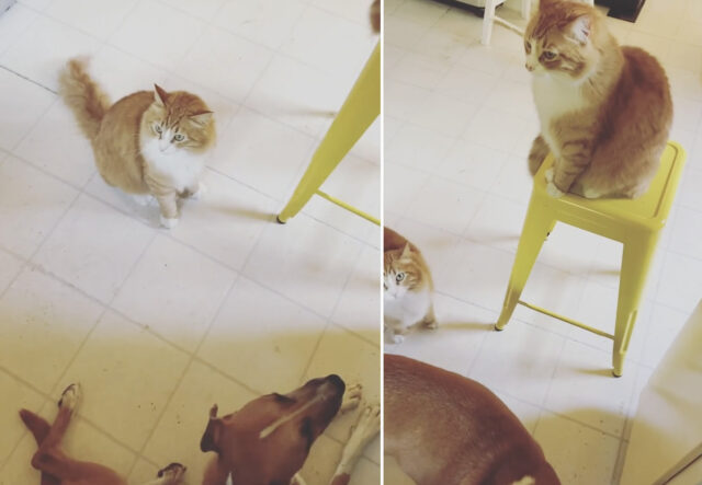 Cani e gatti fanno colazione insieme, una squadra imbattibile (VIDEO)