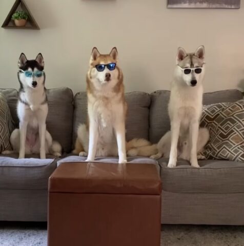 Gli Husky eseguono una coreografia a tempo indossando occhiali da sole e fanno successo sul web (VIDEO)