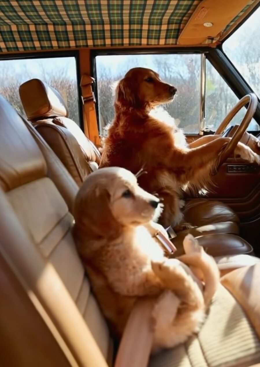 cani fanno viaggio in macchina