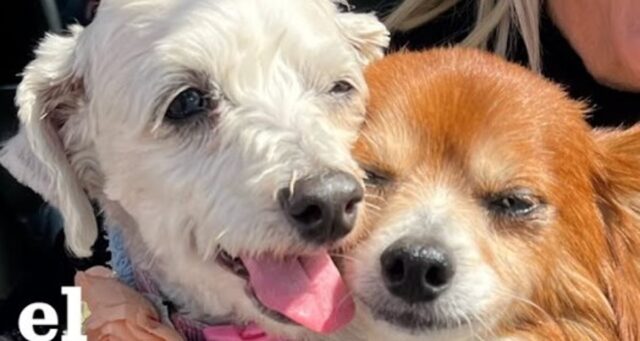 Due cani fratelli abbandonati riescono a ritrovare la felicità con un’umana di nome Lisa (VIDEO)