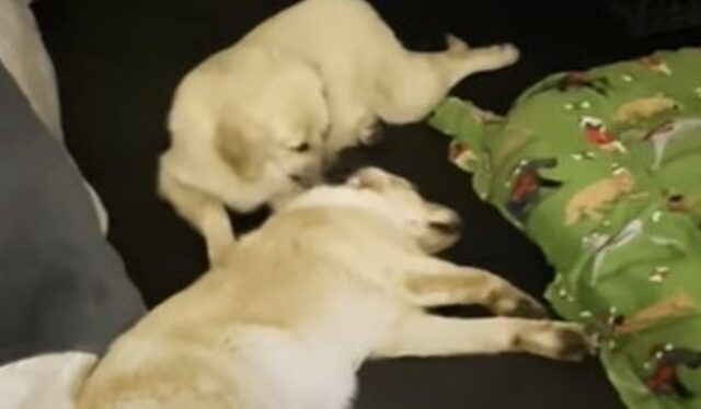 Cani fratello e sorella abbandonati riescono a riunirsi grazie ad un uomo molto speciale (VIDEO)