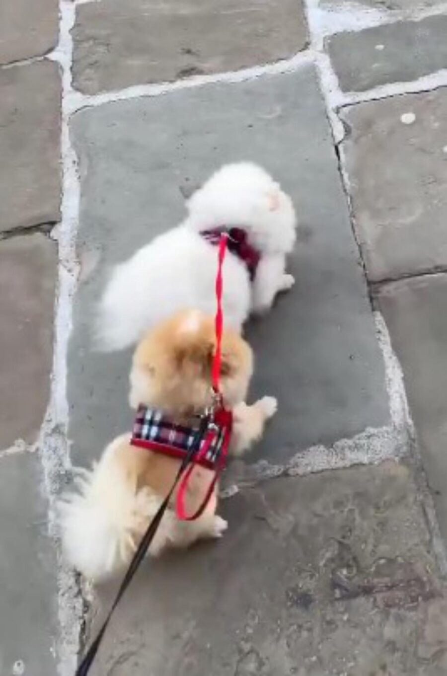 cani hanno un litigio in strada