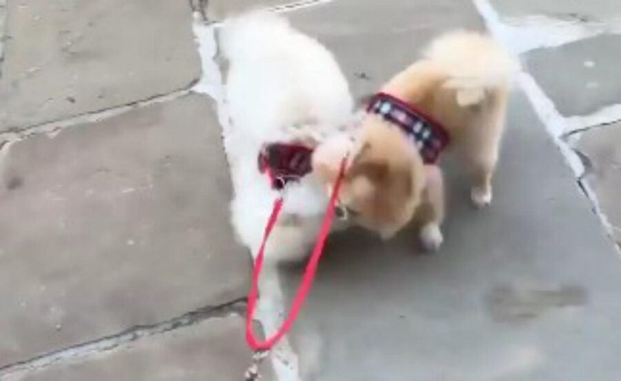 cani hanno un litigio in strada