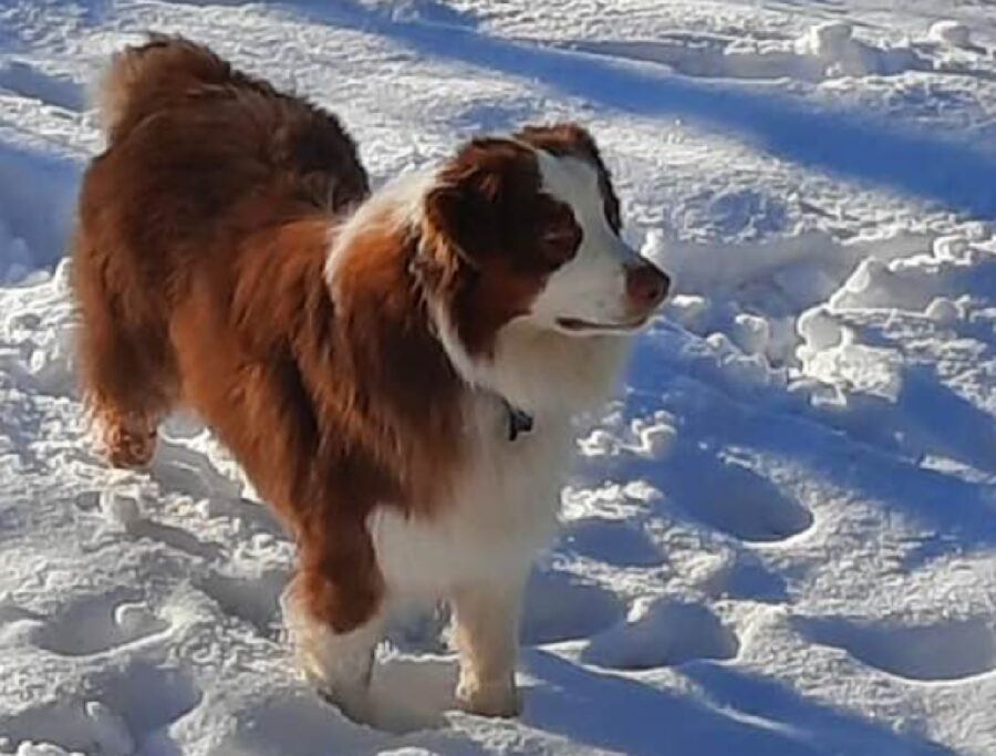 cane zeus sulla neve 