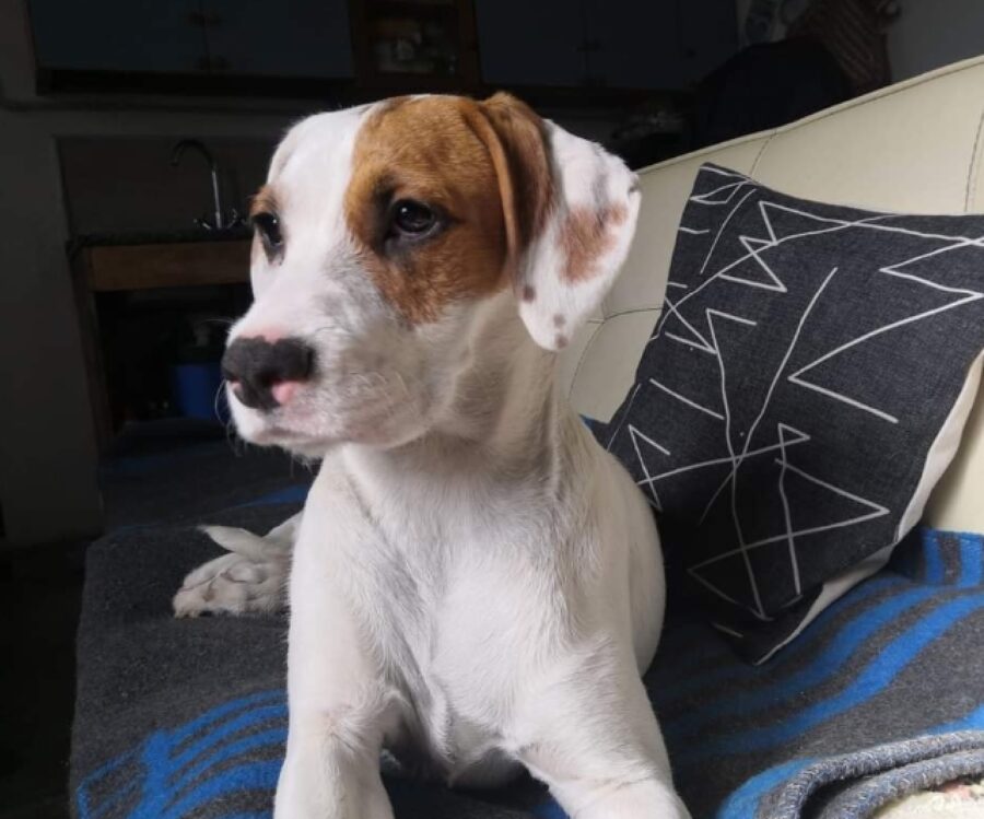 cagnolina sul divano blu 