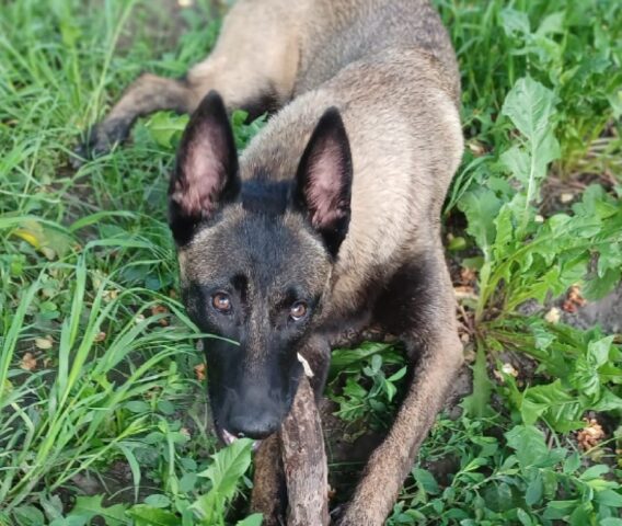 Cavassolo, una cagnolina Pastore Malinois ha fatto perdere le sue tracce, 1.000€ a chiunque ritrovi Cucky