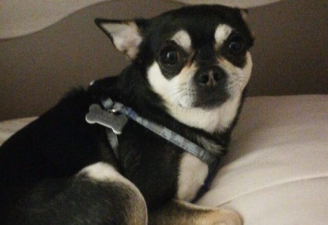 Cercola, scomparso un cane Chihuahua, le forze dell’ordine indagano sul caso di Totò