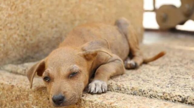 Celle di San Vito, soprannominata la “città dei cani” grazie alla sua grande numerosità di quattro zampe