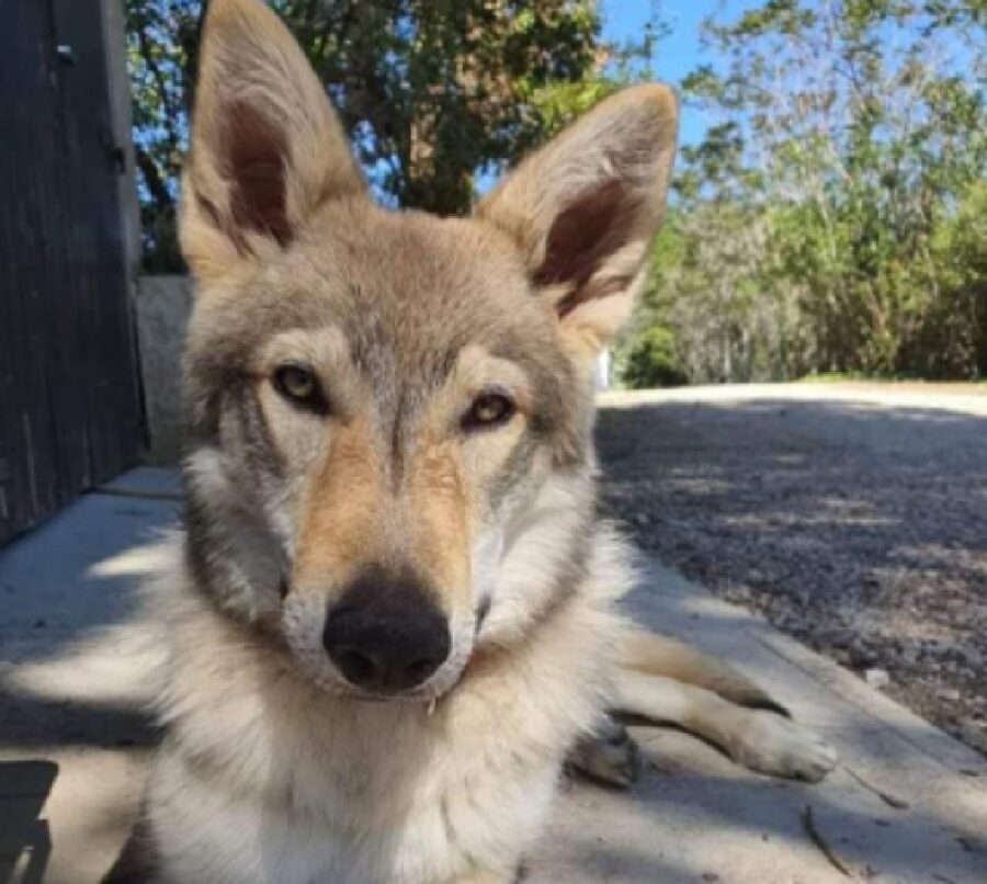 cane guna sotto ombra 