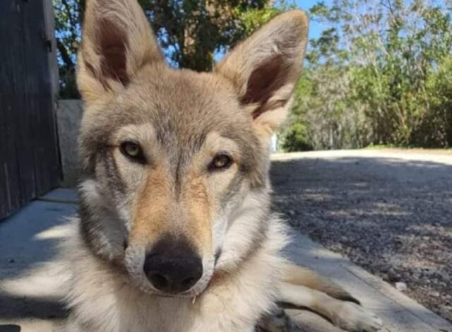 Collecorvino, denunciata la scomparsa di un cane Lupo Cecoslovacco, risponde al nome di Guna