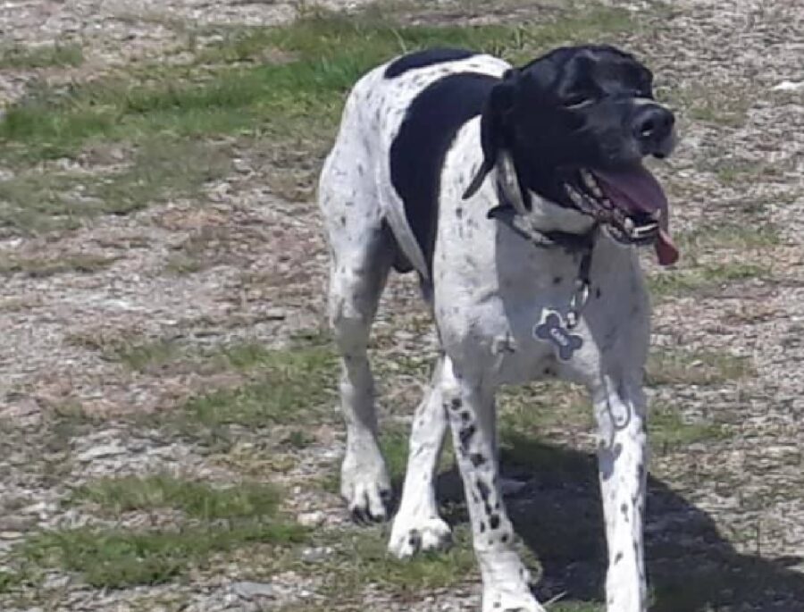 cane cammina sul prato di montagna 