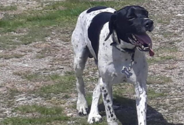 Congola, smarrito un cane Pointer di nome Karu, l’appello dei proprietari su tutti i social