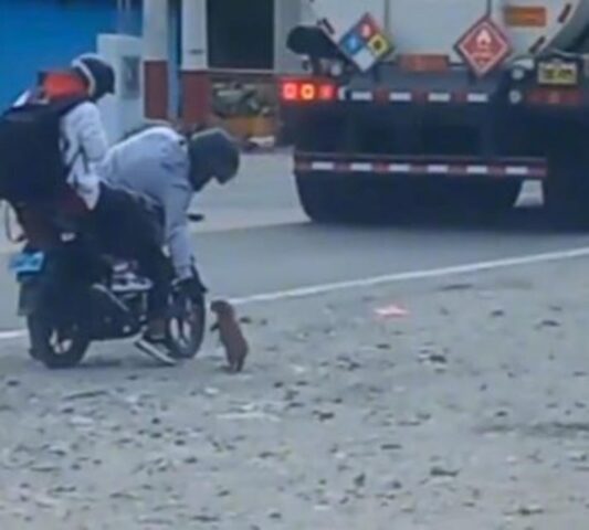 Coppia di motociclisti salva un cucciolo di cane dalla strada (VIDEO)