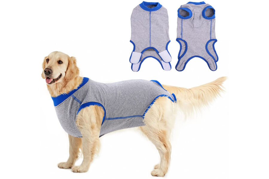 maglia fra cose utili per andare a passeggio con il cane Labrador