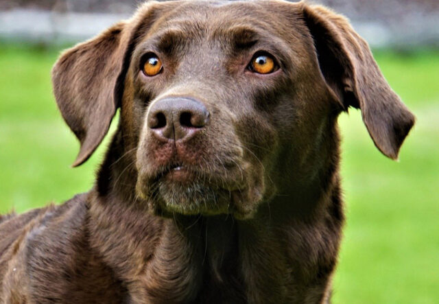 5 cose utili per andare a passeggio con il cane Labrador, gli indispensabili