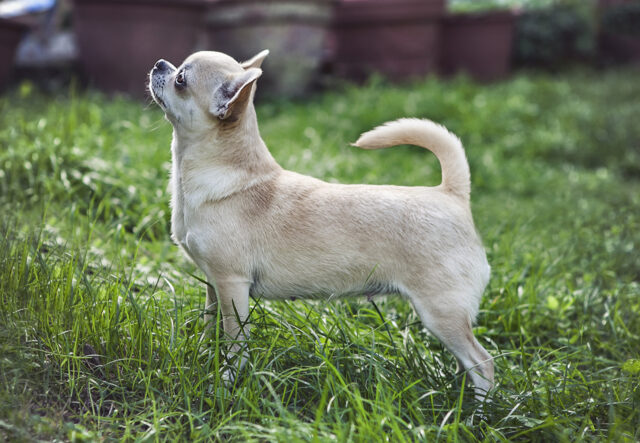 5 cose utili per andare a passeggio con il cane Chihuahua, le migliori