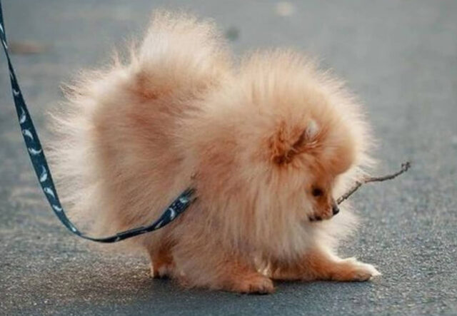cose utili per passeggiare con il cane Pomerania nano