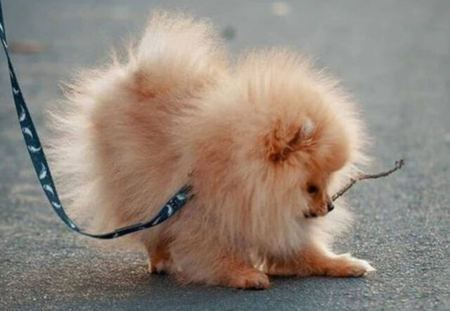 5 cose utili per passeggiare con il cane Pomerania, le più belle ed efficienti