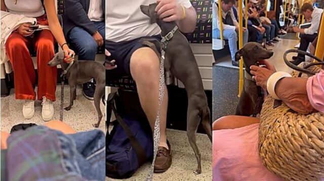 Cosmo: il cane che saluta tutti sulla metropolitana (VIDEO)