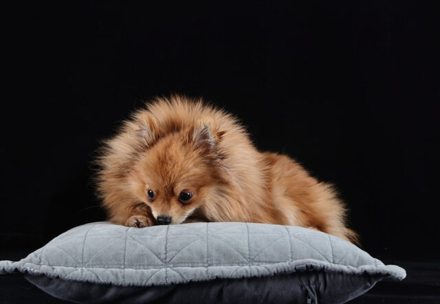 5 cucce per il cane Pomerania, le più comode e confortevoli