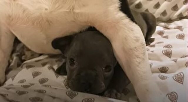 La cucciola di Bulldog francese Vera è sopravvissuta malgrado le difficoltà (VIDEO)