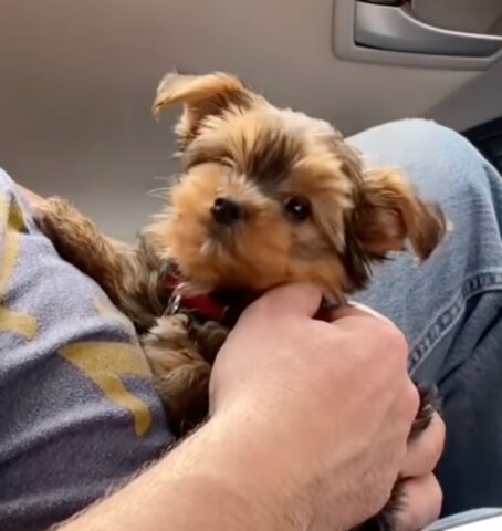 Cucciola di Yorkshire resta incantata dalla voce del suo padroncino (VIDEO)