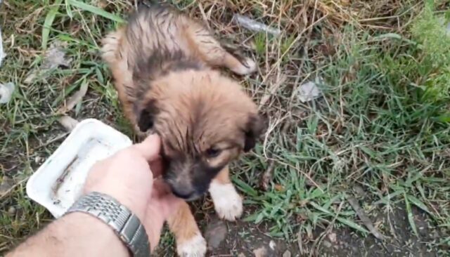 Cucciola randagia spaventata viene salvata da un angelo (VIDEO)