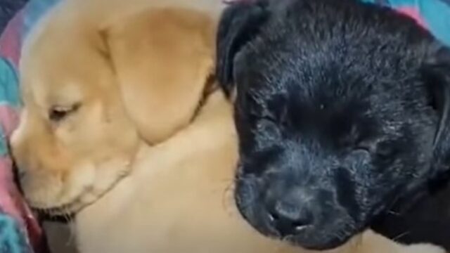 Due cuccioli di cane abbandonati riescono a sopravvivere grazie ad alcune persone (VIDEO)