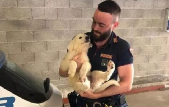 Monza, la Polizia salva cinque cuccioli di cane abbandonati che ora cercano casa