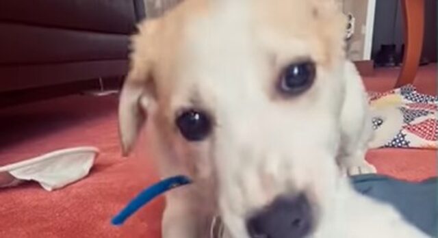 Il cucciolo Maremmano Blue porta solo il ricordo di un periodo orribile; la sua trasformazione (VIDEO)
