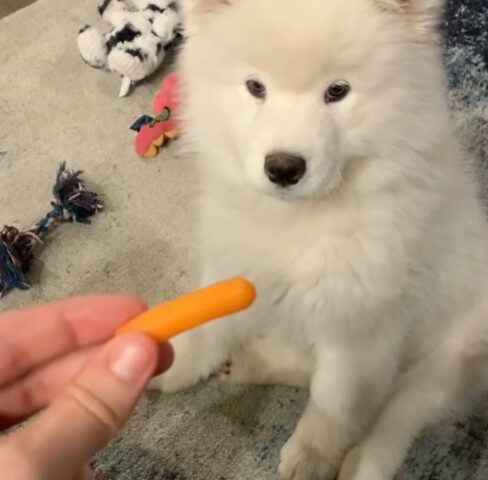cucciolo di samoiedo assaggia una carota