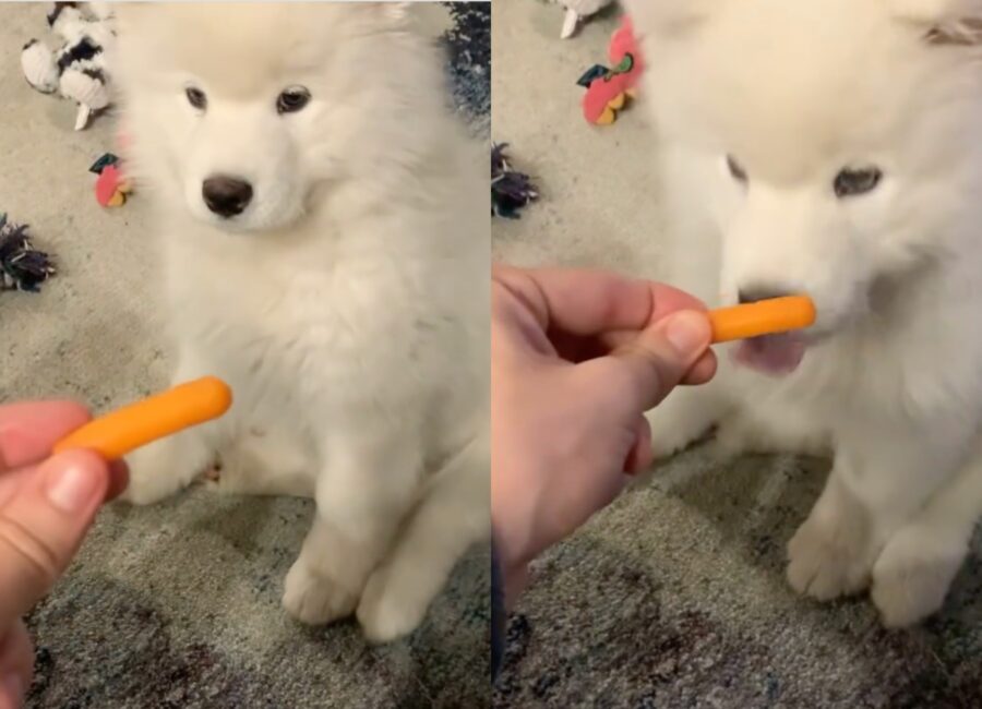 cucciolo assaggia per la prima volta una carota