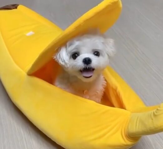 Cucciolo di Maltipoo è felice di dormire nella cuccia a forma di banana (VIDEO)