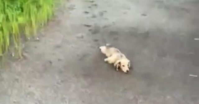 Il cagnolino non riesce a stare al passo con la sua padrona, così inventa un nuovo modo di passeggiare (VIDEO)