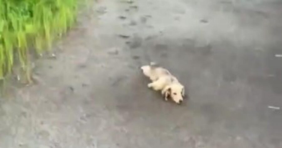 cucciolo inventa nuovo modo di passeggiare