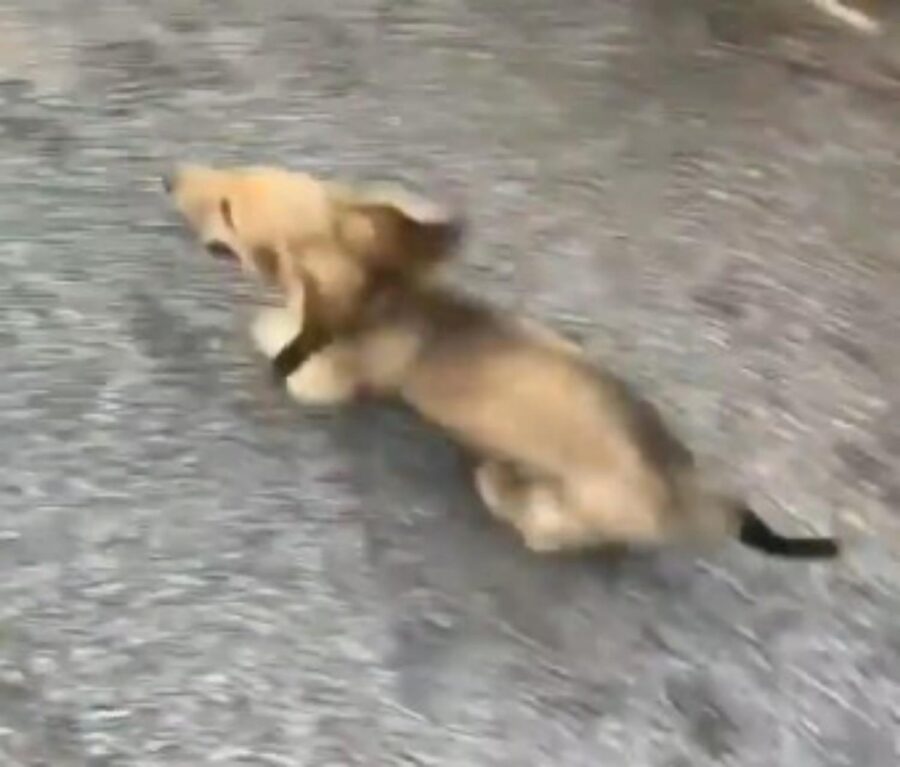 cucciolo inventa nuovo modo di passeggiare