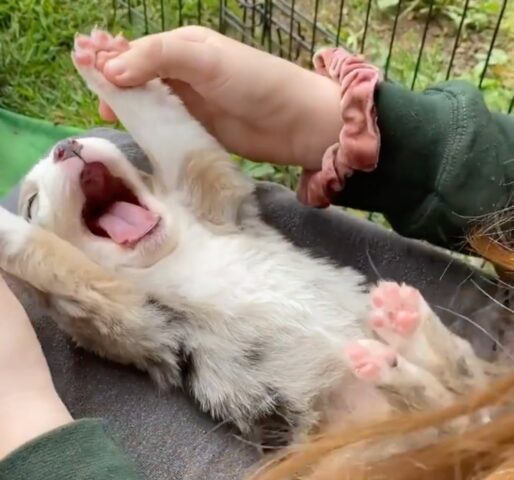 cucciolo si gode un massaggio