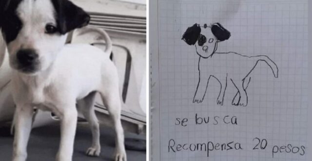 Cucciolo smarrito: due sorelline chiedono aiuto per ritrovarlo e offrono una ricompensa