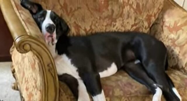 La cucciolotta di Alano Maddie ha solo dieci mesi, ma russa come un cane adulto (VIDEO)