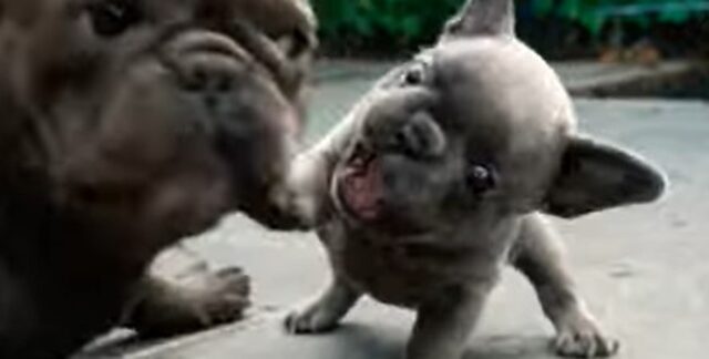 Una cucciolotta di Bulldog francese vuole a tutti i costi giocare con la propria mamma (VIDEO)
