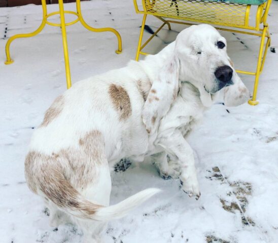 Fergus Lee, il cane Basset Hound con un occhio solo salvato dalla strada (VIDEO)