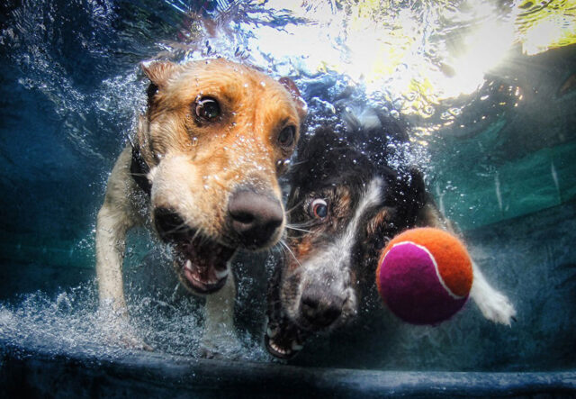 giochi acquatici per i cuccioli di cane monelli