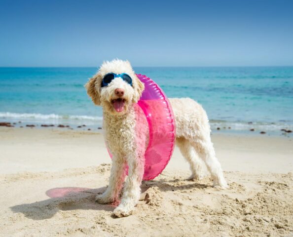 giochi per andare al mare con il cucciolo di cane in spiaggia