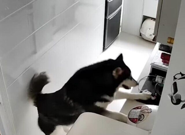 Un cane che prepara il pranzo per il papà adottivo (VIDEO)