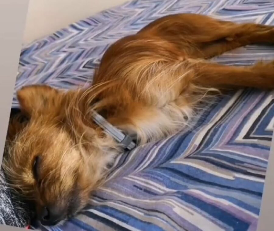 cane riposa su letto blu 