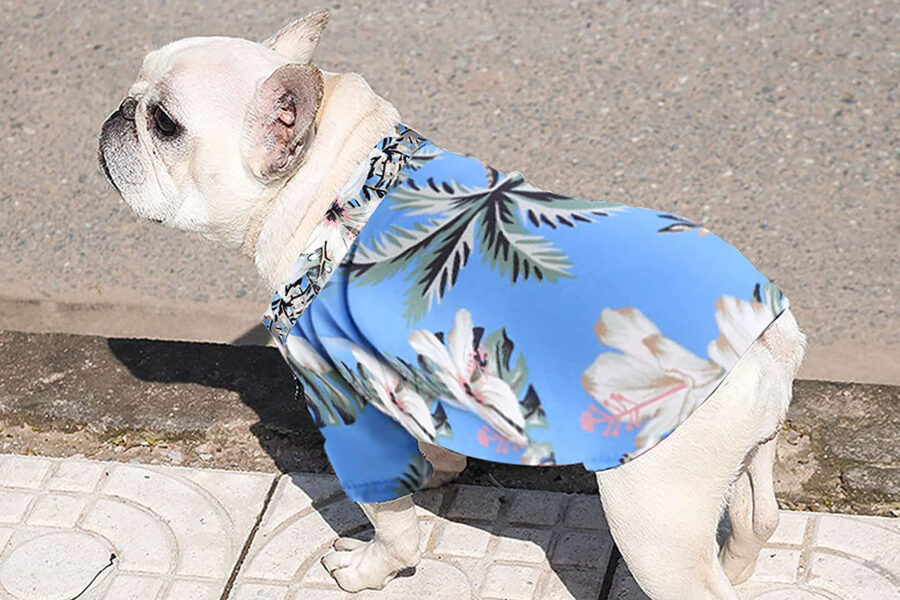 maglie estive e fantasiose per non far soffrire il caldo ai cani